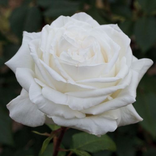 Vendita, rose rose ibridi di tea - bianco - Rosa Pierre Arditi® - rosa intensamente profumata - Alain Meilland - ,-